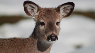 young deer in the snow