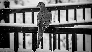 dove sitting on a fence in the snow