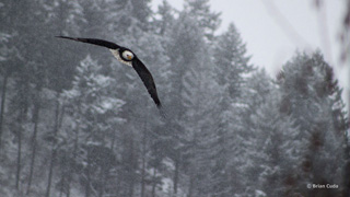 eagle flying through the snow