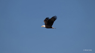 eagle with clear blue sky