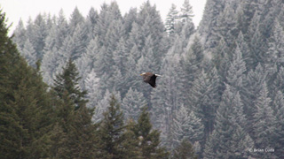 eagle flying with snowy trees in background