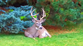 buck sitting under pine trees