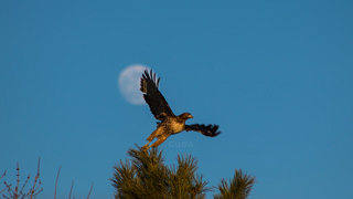 hawk taking off from top off a tree