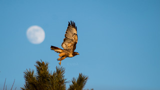 hawk flying in front of the moon