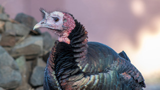 close up of a turkey