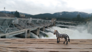 toy zebra in front of a dam